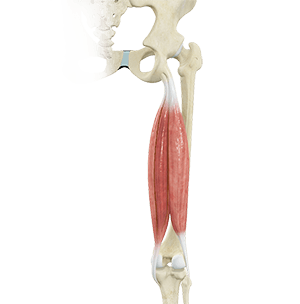 Hamstring Injury